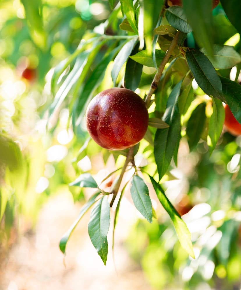 Agronomists collaborating in the field
